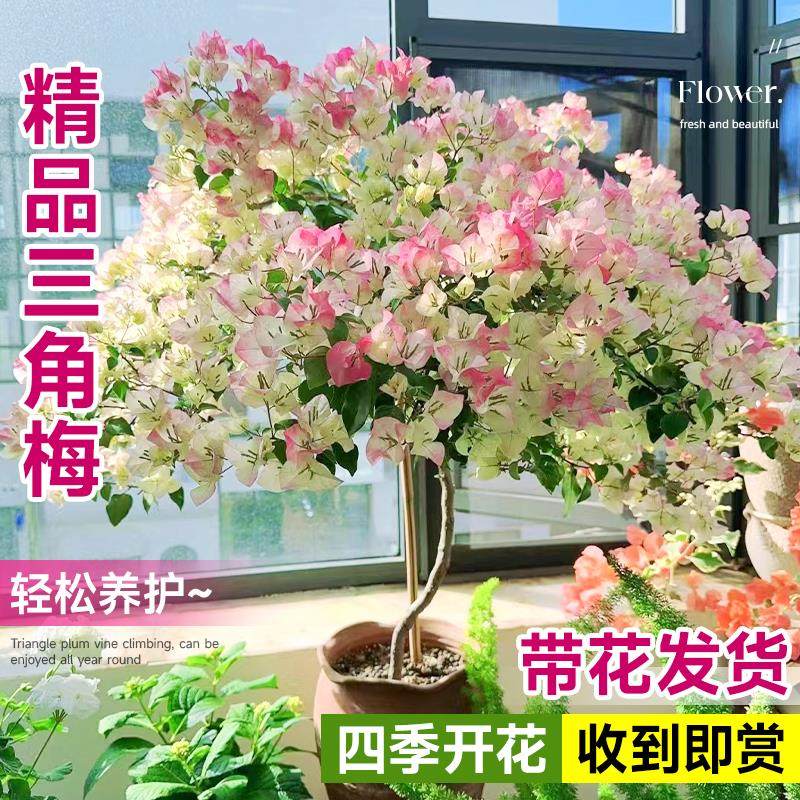 三角梅盆栽带花苞大苗四季开花室内阳台庭院老桩爬藤重瓣植物花卉,鲜花速递/花卉仿真/绿植园艺,造型盆景,淘宝优惠券,粉丝福利购,淘宝优惠卷