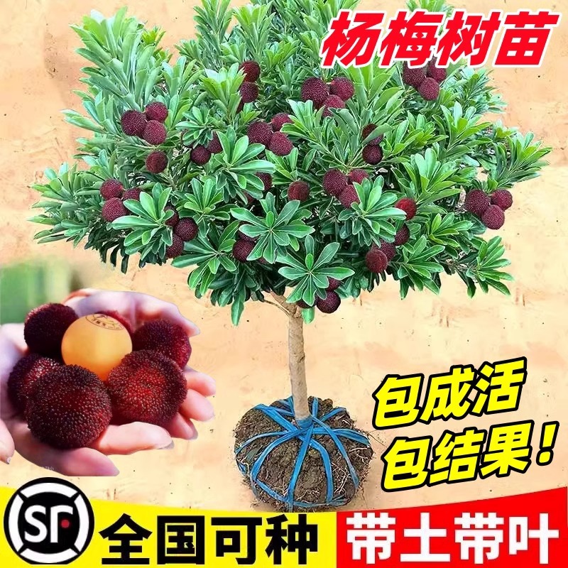 仙居水晶杨梅树苗当年结果