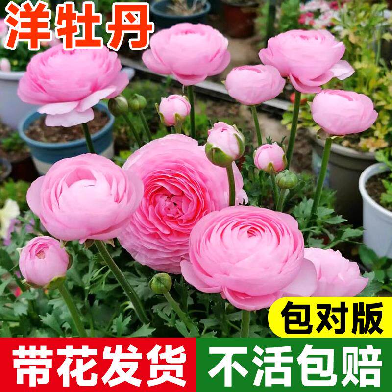 洋牡丹盆栽带花苞花苗鲜花种球花毛茛苗品质重瓣球根花卉植物室内