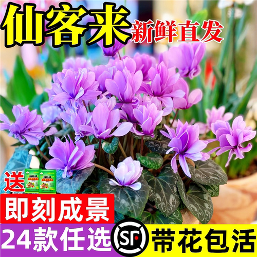 仙客来盆栽带花特大号