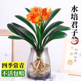 精品君子兰盆栽水培植物带花苞室内桌面名贵花卉四季好养多肉绿植