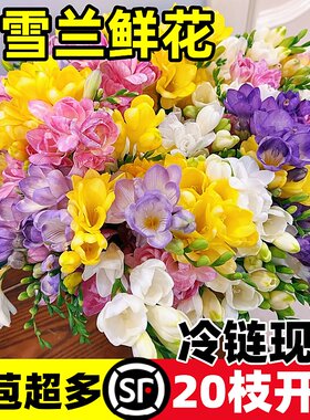 香雪兰鲜花云南基地直发