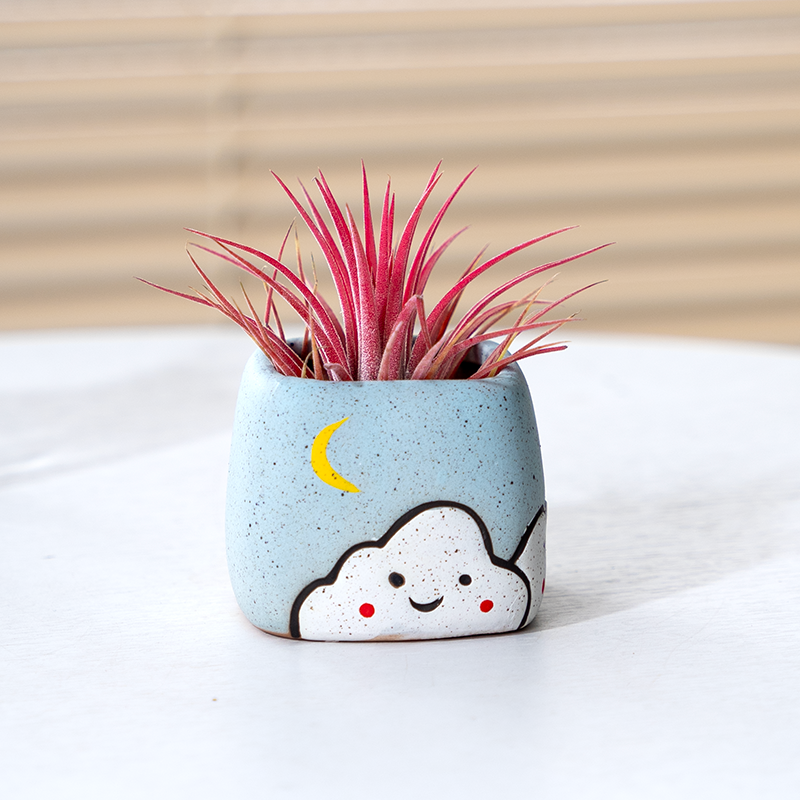 空气凤梨高级无土绿植好养绿植