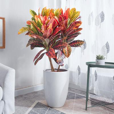 变叶木盆栽 变色木彩叶盆景走廊阳台观赏常用室外造景绿植物花卉