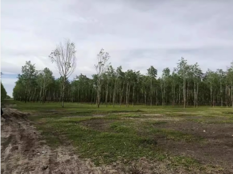 远大乡胜利村新四号屯西北片林，占地面积100亩，杨树株数5055颗