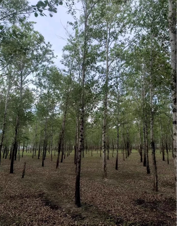 红星乡三合村草原牧野林西节林带，占地面积58.7亩，杨树树株数4515颗