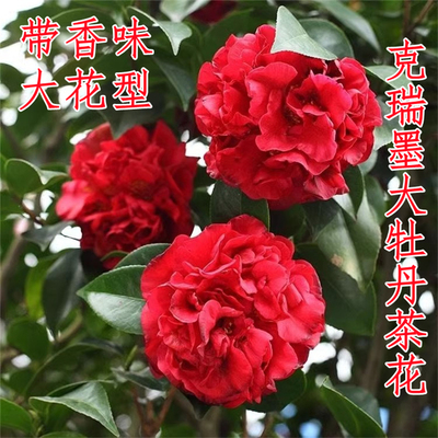 克瑞墨茶花盆栽树苗大红色牡丹带浓香味巨型阳台花卉植物室内香妃