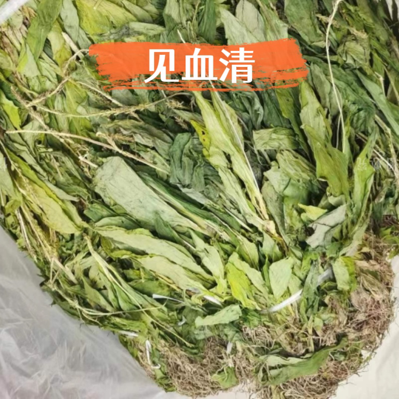 见血清 草药见血清 中药材干货云南见血清正宗立地好羊耳蒜包邮