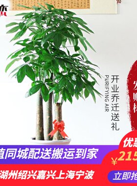 发财树盆栽 室内大型植物绿植开业乔G迁送礼风水招财盆景杭州绍兴