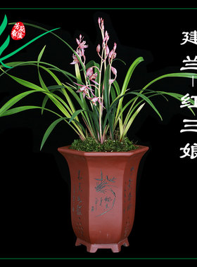 建兰兰花苗四季红三娘浓香卉盆景栽土绿带L草植物名贵花苞春墨芳