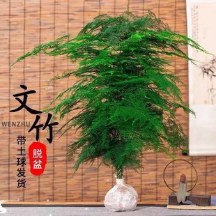 文竹盆栽植物办公室内绿植花卉客厅特大棵文竹苗矮生高端云竹盆景