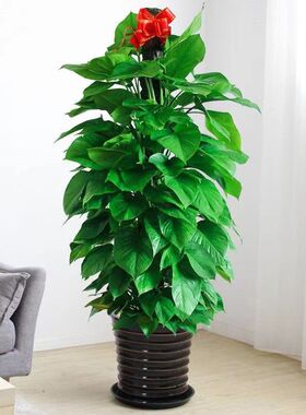 大叶盆景绿萝柱桩盆栽植物x室内大盆四季长藤垂吊绿箩客厅花卉
