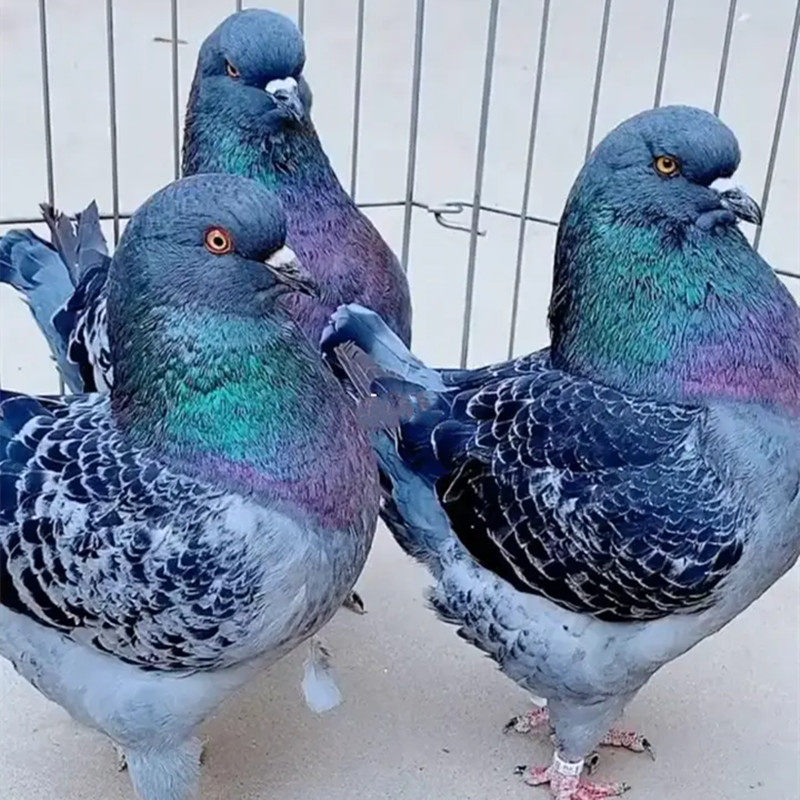 圆环鸽活体 大头大体 爆头眯眯眼纯种进口种鸽青年雨点圆环元宝鸽