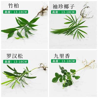 九里香罗汉松椰子竹柏室内客厅