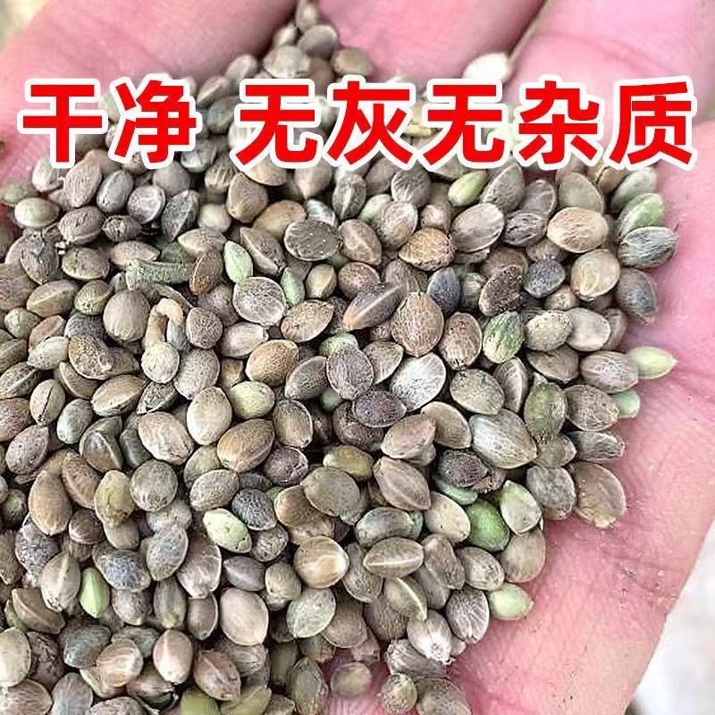 炒熟的小麻子肥料君子兰专用肥腰肥氮磷钾肥兰花用肥各种花卉通用