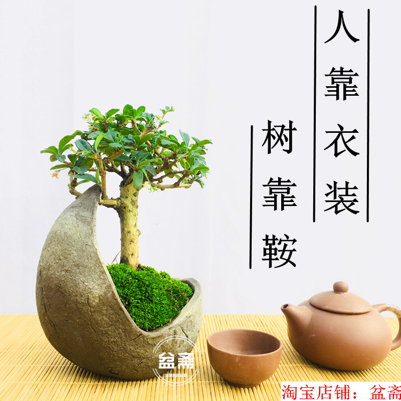 雀梅盆景植物盆栽小叶榆树福建茶六月雪提根造型开花结果树桩