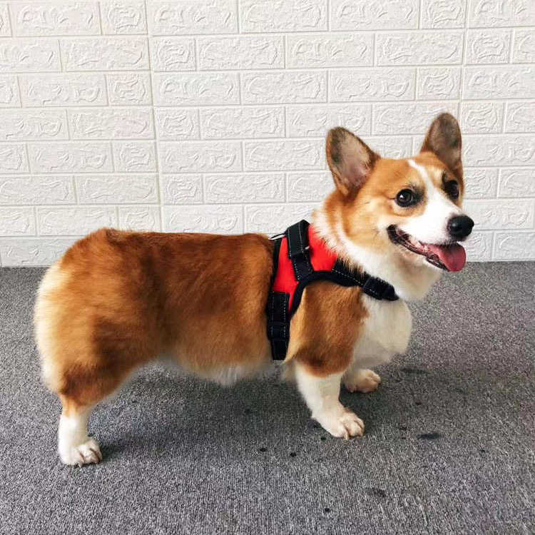 狗狗牵引绳胸背带柯基遛狗小型犬狗背心式绳子中型柯基犬宠物用品
