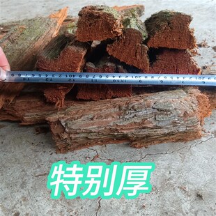(杉树皮很厚)26一斤胡蜂黄脚筑巢材料红娘杉树皮5斤桉树皮蜂王