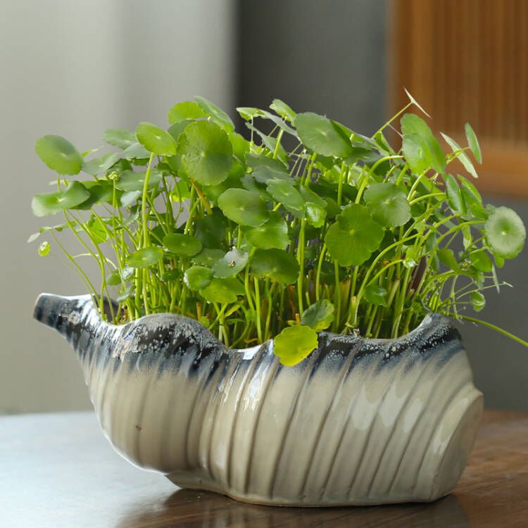 无孔花盆陶瓷水培创意铜钱草睡莲碗莲水养植物绿萝大口径多肉花盆