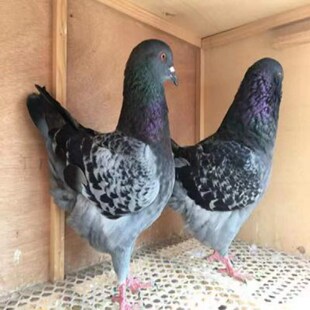 公母一对巨型纯种元宝鸽子活大体种鸽幼鸽观赏肉鸽宠物包下蛋包邮