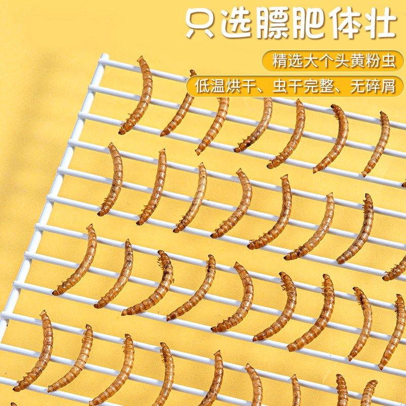 面包虫干黄粉虫专用鸟粮芦丁鸡乌龟刺猬仓鼠零食鹦鹉八哥鸟食饲料