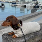 舒适帅气宠物猫咪狗狗衣服质感舒适春秋冬款 打底衫 比熊腊肠网红衣