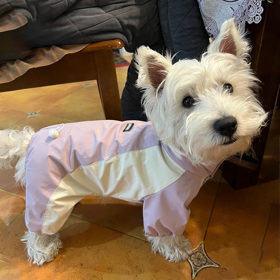 秋冬狗狗衣服四脚可爱外出小狗泰迪博美帅气秋冬款网红防晒防尘