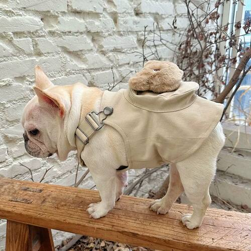 春夏新款法斗巴哥斗牛犬衣服博美可爱小熊背包肩带背心卫衣搞笑潮