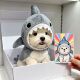 宠物帽子狗狗猫咪春秋超轻比熊泰迪博美雪纳瑞狗狗冬款 加厚帽子