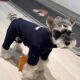 打底衫 小狗狗衣服秋冬款 四脚衣雪纳瑞马尔济斯泰迪博美比熊春秋季