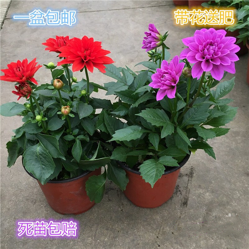 红苕花 大丽花 四季地瓜花盆栽带花大丽菊苗室内植物花卉客厅易活