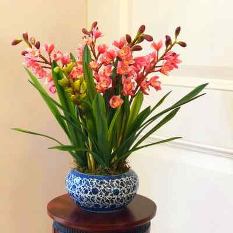 花卉大全 养不死兰花浓香 一杆多花四季开花花卉盆栽绿植卧室耐热