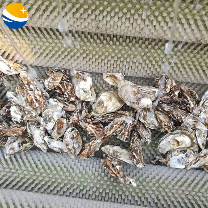 全自动生蚝清洗机 毛刷毛滚不锈钢海蛎子清洗机 扇贝去泥沙清洗机