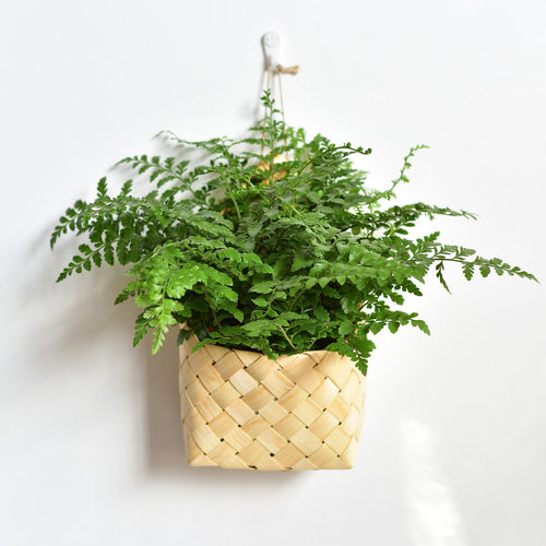 编织木制板皮挂墙花篮花
