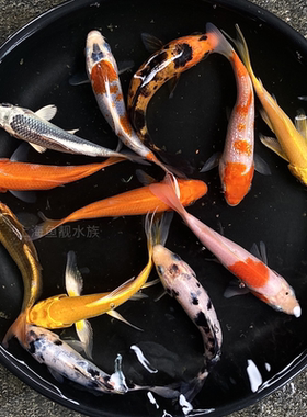 观赏鱼冷水鱼锦鲤活体红白三色虎皮白写黄金火鲤红锦鲤秋翠孔雀鱼