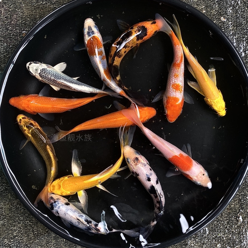 锦鲤鱼活体红白三色虎皮白写火鲤