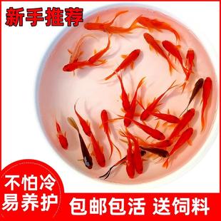 冷水鱼草金鱼红草鱼金鱼活鱼观赏鱼红白草金花草金黄金龙凤锦鲤鱼