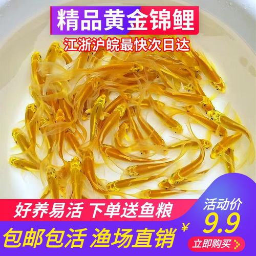 黄金锦鲤龙凤活体鱼靓黄金龙凤