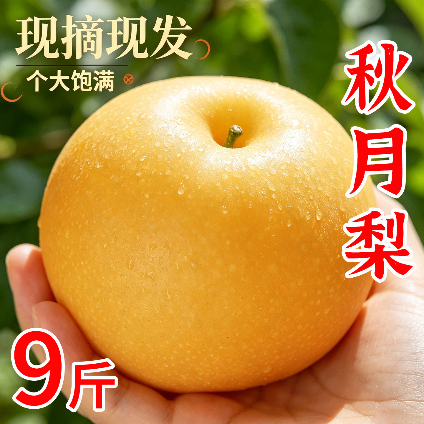 正宗当季新鲜秋月梨9斤整箱包邮