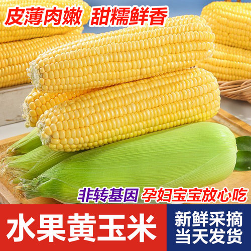新鲜水果玉米现摘当季整箱甜玉米