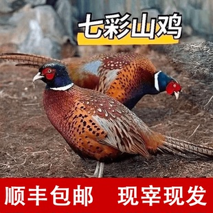 农家七彩山鸡顺丰包邮新鲜现杀山鸡肉山鸡蛋老母散养土鸡珍珠鸡