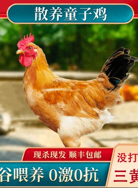 农家散养童子鸡现杀新鲜顺丰包邮叫小公鸡公鸡三黄油土鸡冷冻打鸣