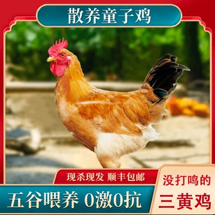 农家散养童子鸡现杀新鲜顺丰包邮叫小公鸡公鸡三黄油土鸡冷冻打鸣
