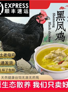大别山黑凤老母鸡鸡稀缺老母鸡土鸡农家散养柴鸡肉新鲜现杀顺丰