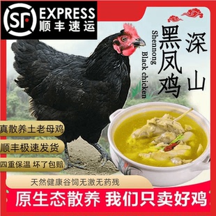 大别山黑凤老母鸡鸡稀缺老母鸡土鸡农家散养柴鸡肉新鲜现杀顺丰