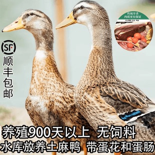 老鸭子土鸭子老麻鸭老鸭农家散养放养鸭子水鸭草鸭汤新鲜现杀生鲜