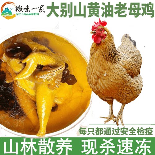 老母鸡土鸡农家散养顺丰发货