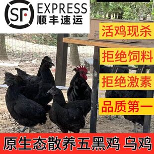 乌鸡新鲜现杀正宗农家散养土鸡五黑鸡乌骨鸡活鸡走地月子鸡老母鸡