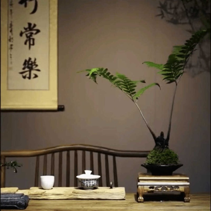 紫萁蕨苔藓球老桩禅意空间茶空间G蕨类绿植室内室内盆景高档