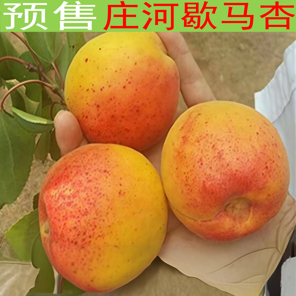 歇马杏 孤山杏梅香蜜甜杏胭脂大红杏新鲜水果杏大真杏 庄河歇马杏
